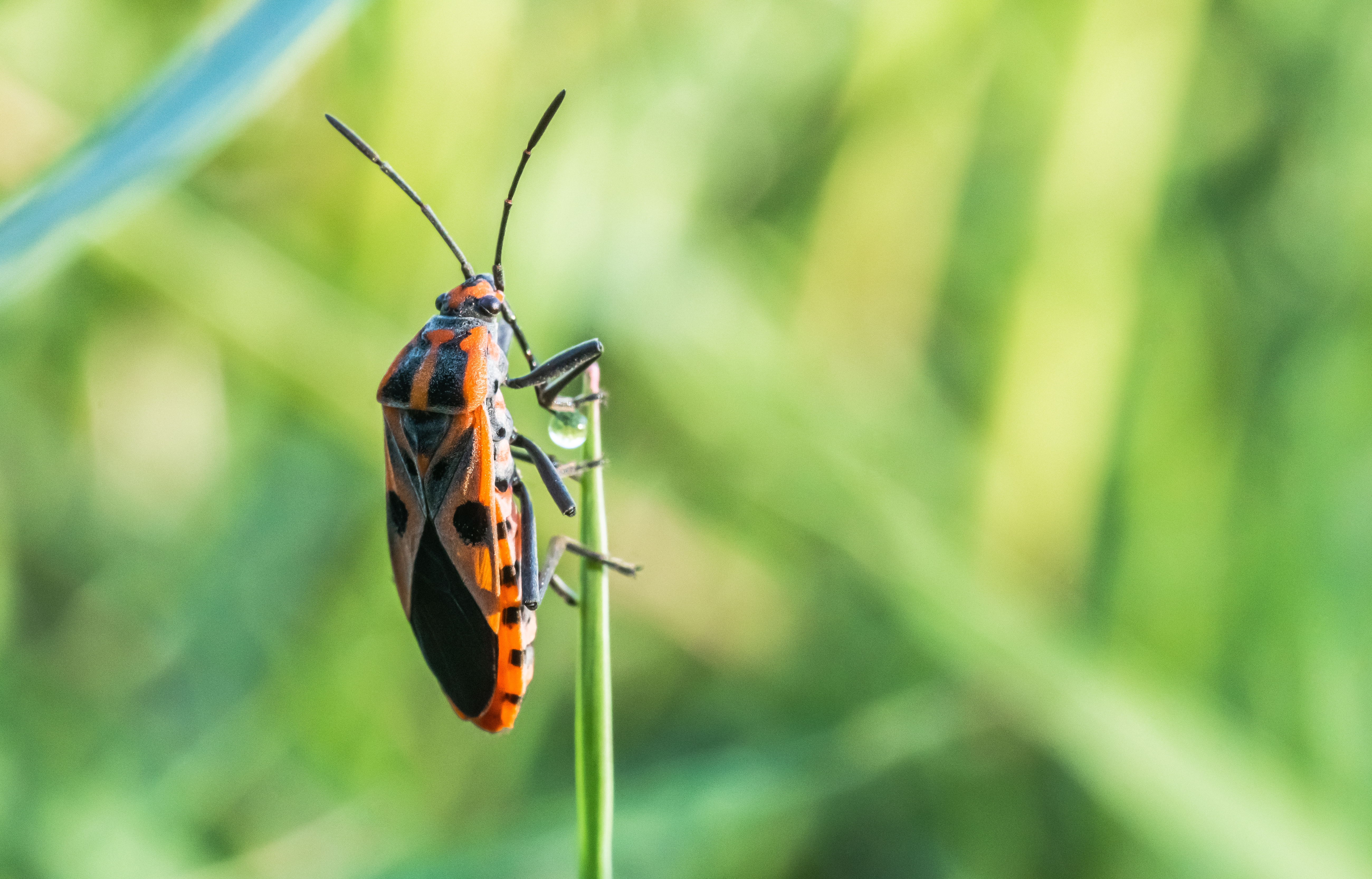 Bug, insect on green leaf