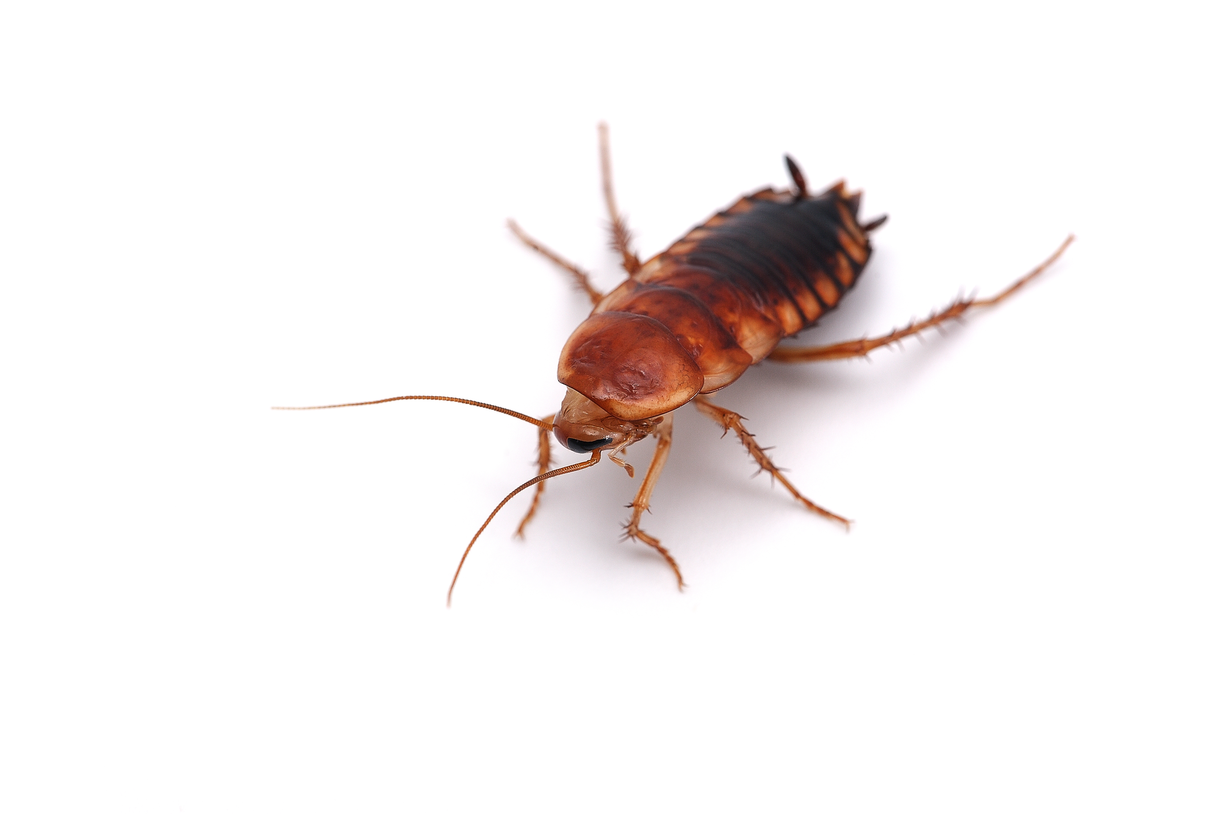 Giant cockroach isolated on white background